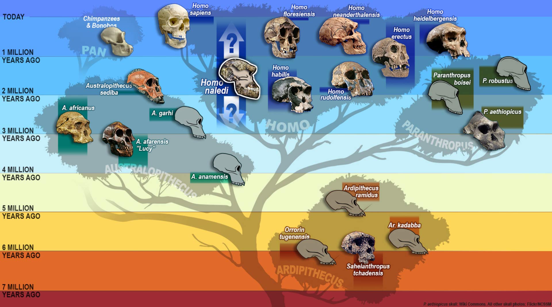 human Phylogenetic Tree Lab